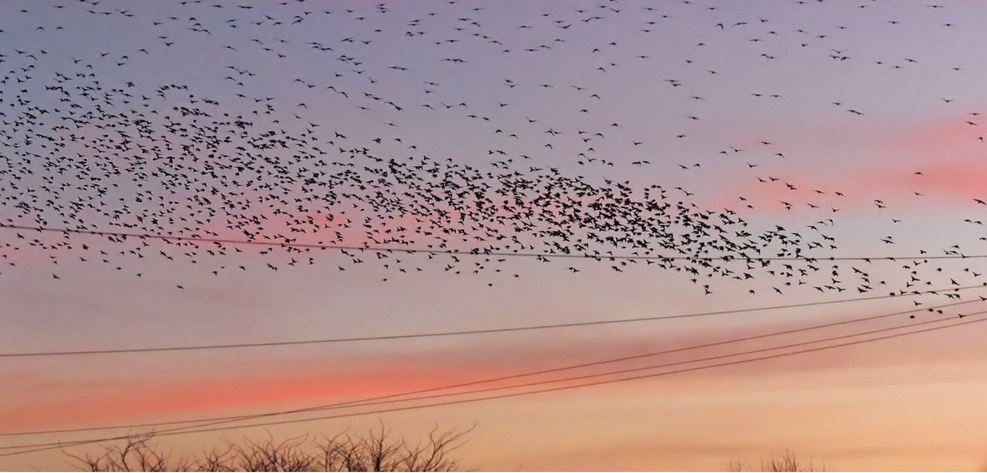 murmuration_2023