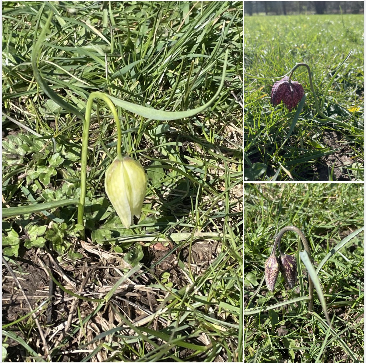 fritilliaries_playingfield