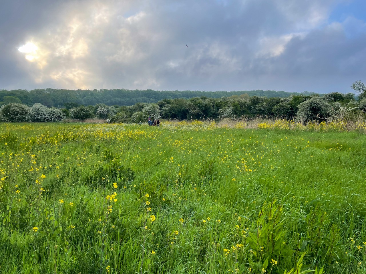 Dawn Chorus-2346