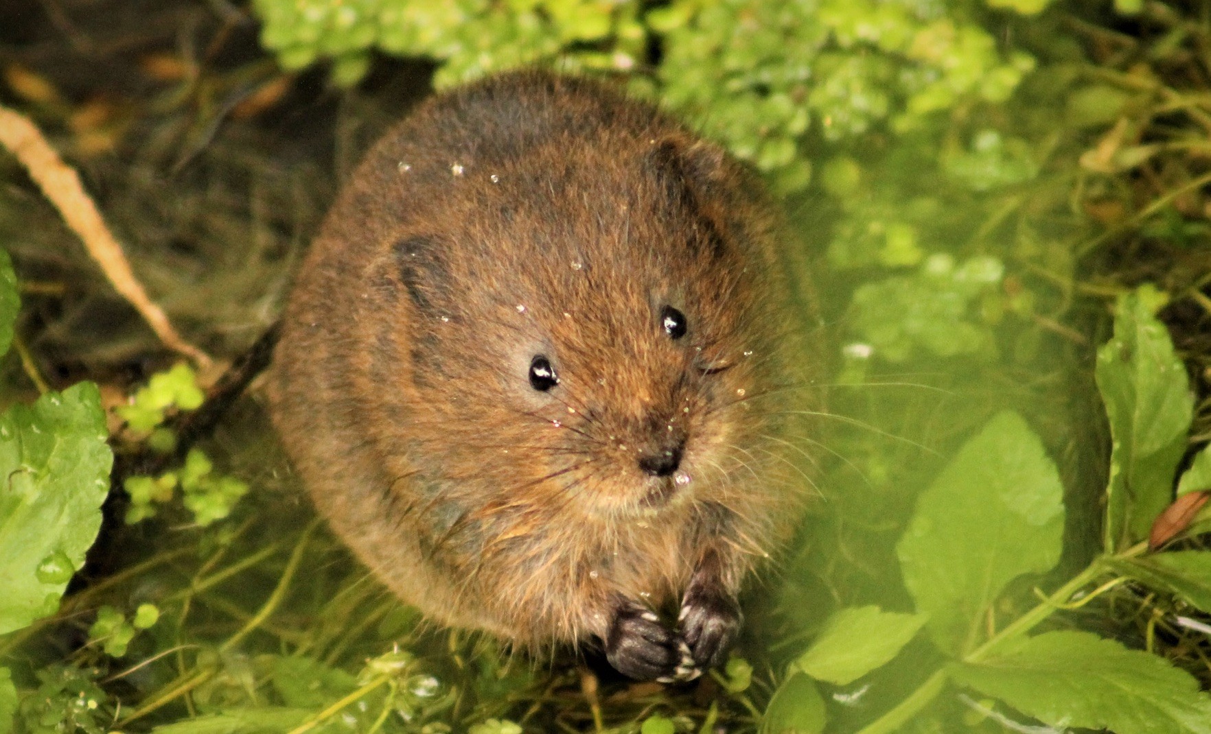 water_vole