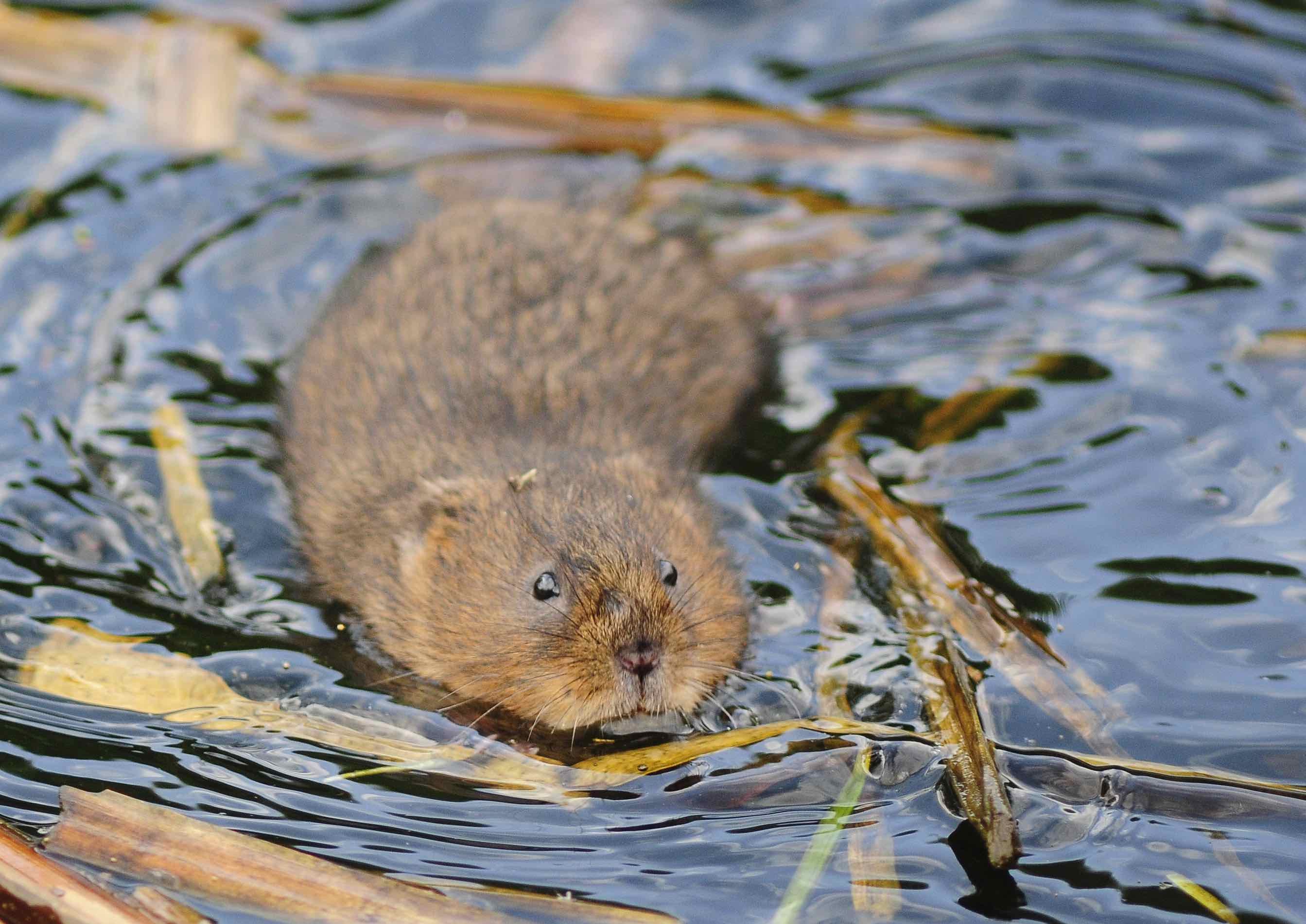 WilliamRichardson_Watervole_reduced